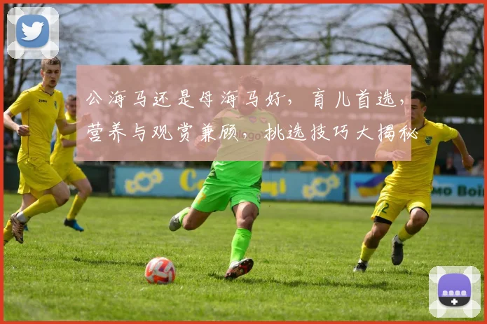 公海马还是母海马好，育儿首选，营养与观赏兼顾，挑选技巧大揭秘，快来了解吧